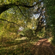 21.06.2019 - Waldbaden & Yoga