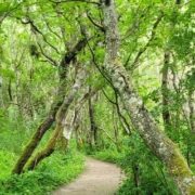 22.-26. Mai 2023   Bildungsurlaub: „Resilient in Beruf und Alltag mit Qigong und meditativem Naturerleben“